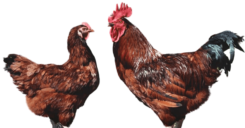 Rhode Island Red