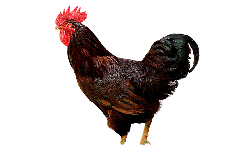 rhode_island_red